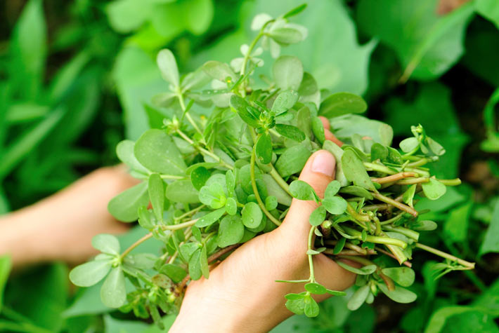 Erba Selvatica Di Cui Alcuni Ravioli Sono Ripieni